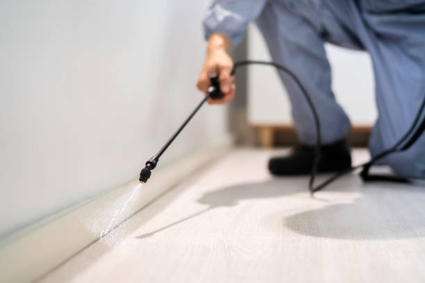 Certified termite inspector examining foundation in Pearl Beach